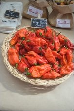 Naga Morich d'India.JPG