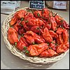 Naga Morich d'India.JPG