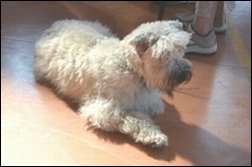 Per non dire  che... non c'era nemmeno un cane!.JPG