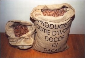 Cacao 1.JPG