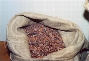 Cacao 2.JPG