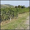 2 vigneti a Costigliole d'Asti.JPG