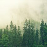 forest covered in white fog