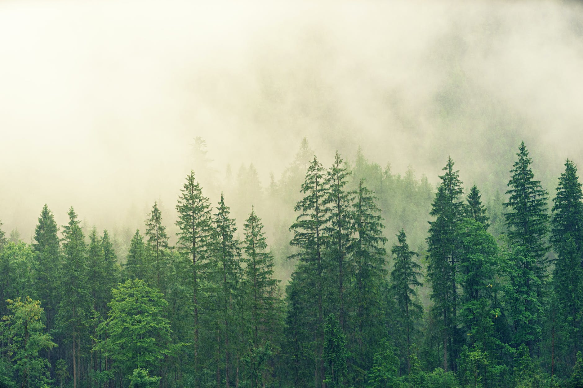 forest covered in white fog