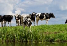 group white and black cow