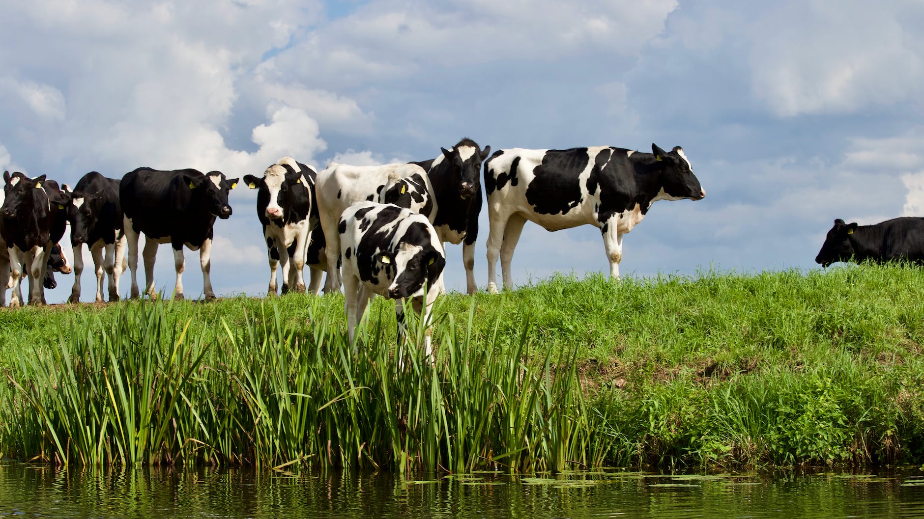 group white and black cow