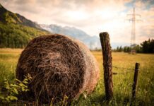 hay beside brown wood slab
