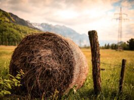 hay beside brown wood slab