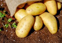 potatoes