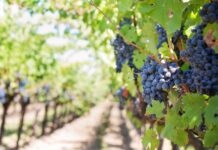 grapes on vineyard during daytime