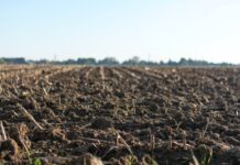 eye level photo of cultivated land