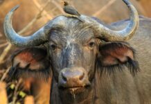close up photography of buffalo