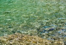 algae on beach