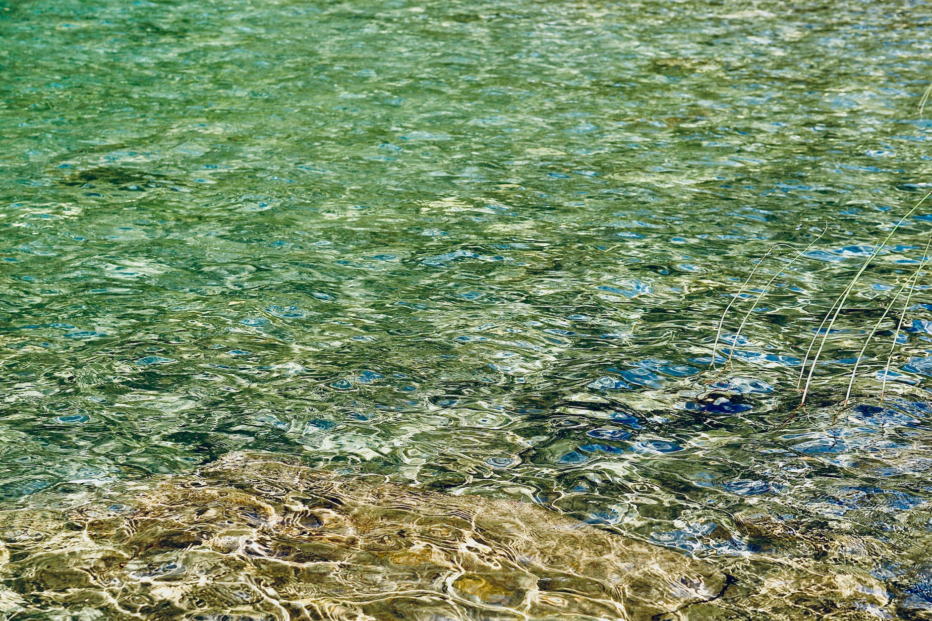 algae on beach