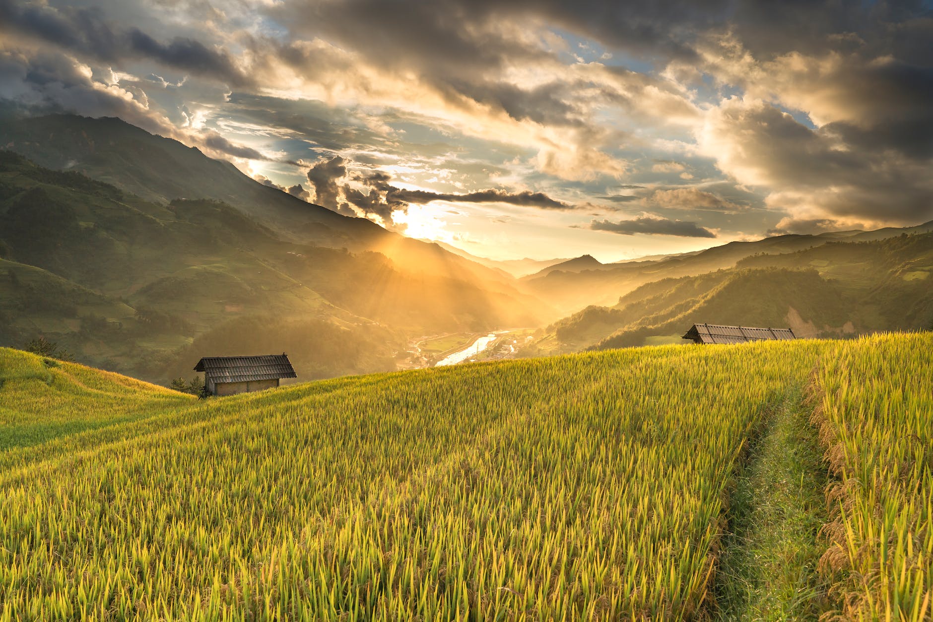 green field near houses