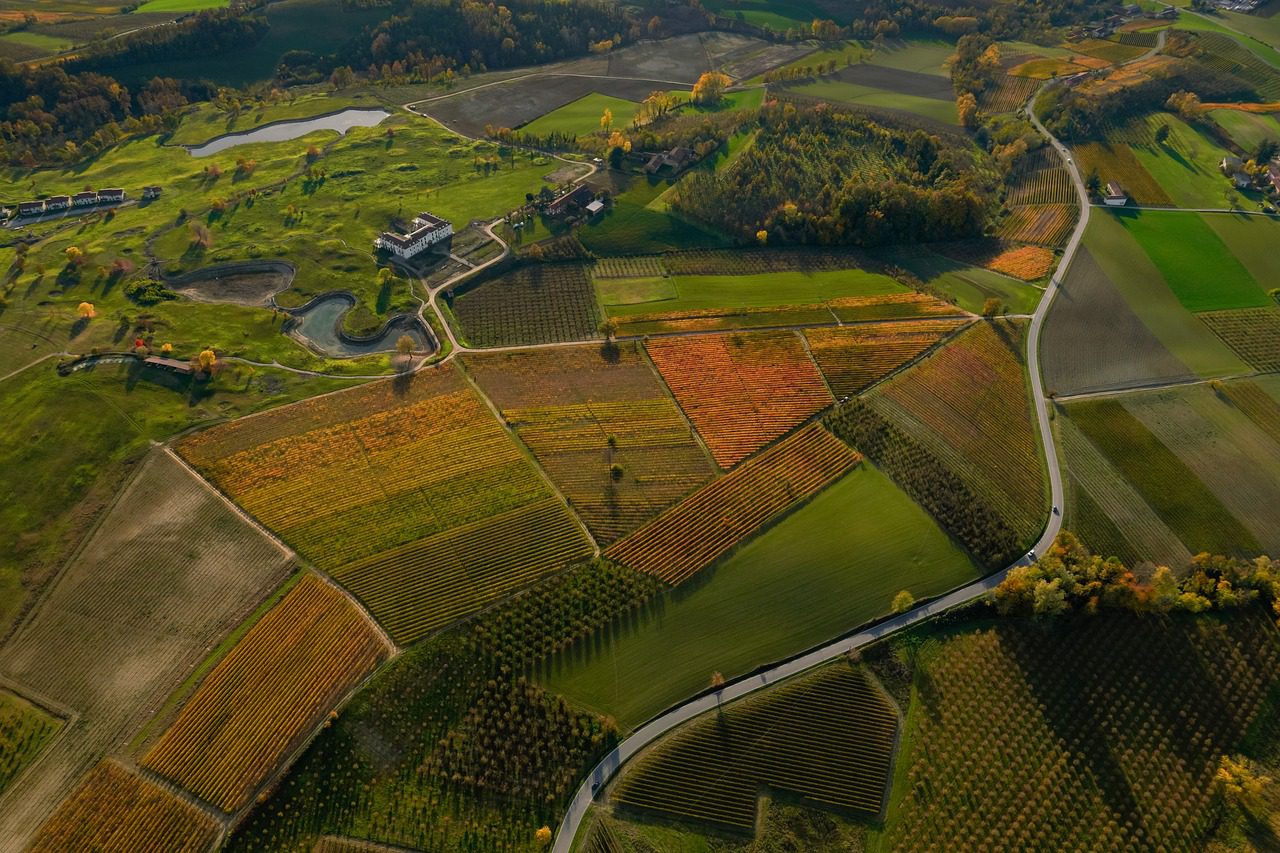 vineyard, nature, barolo