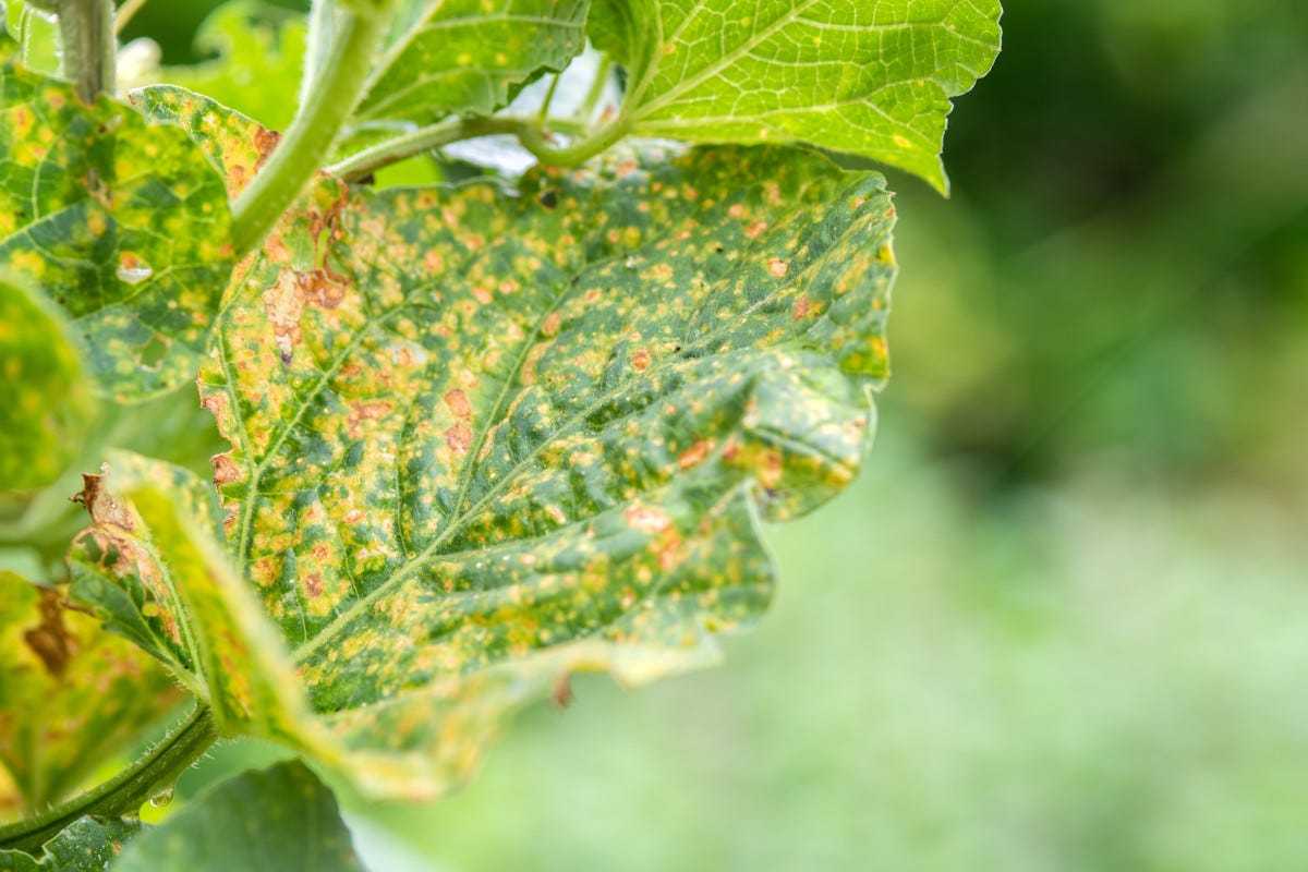 Peronospora e maltempo: riconosciuto lo stato di calamità per l'Abruzzo