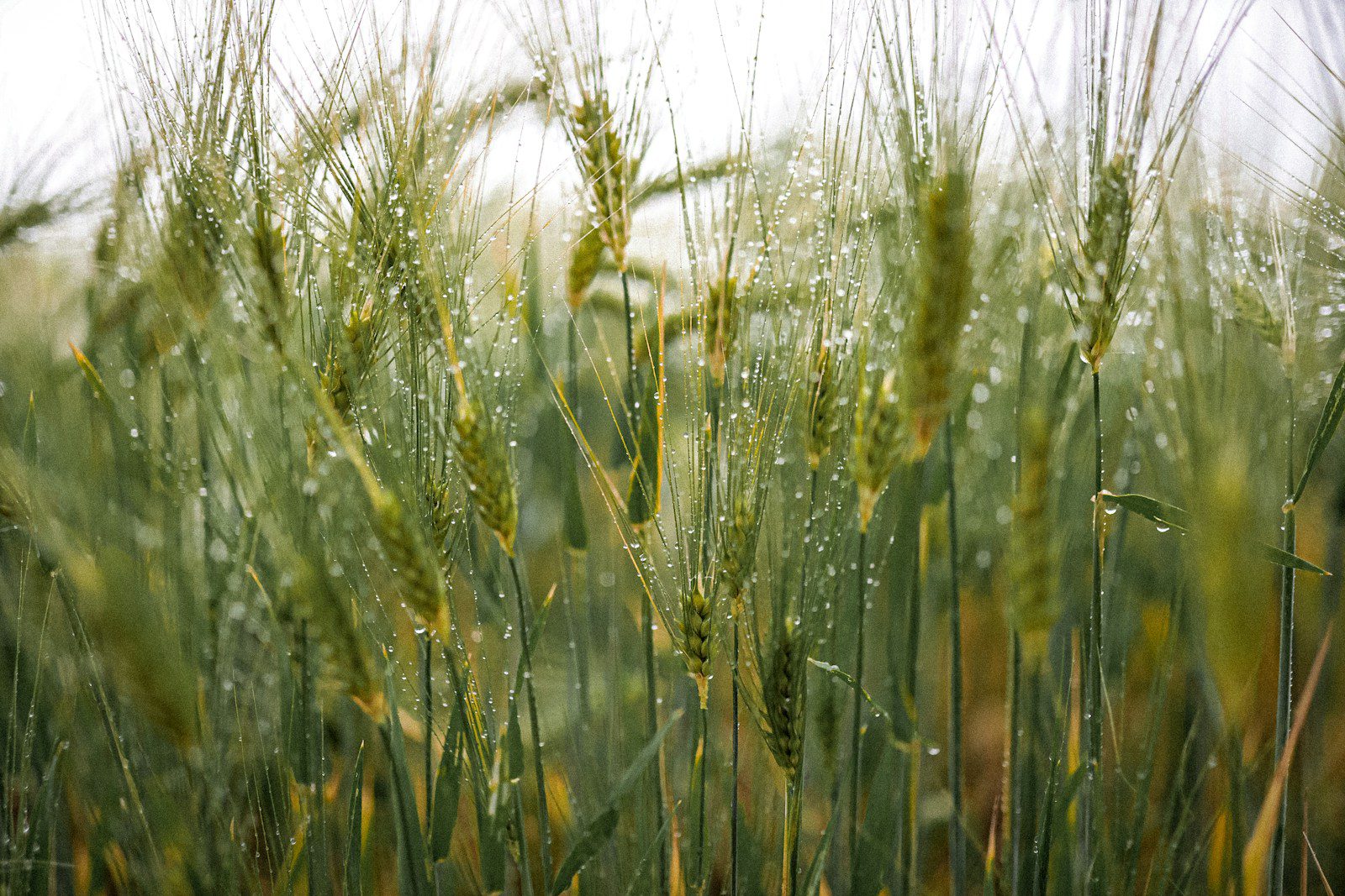 green wheat field during daytime