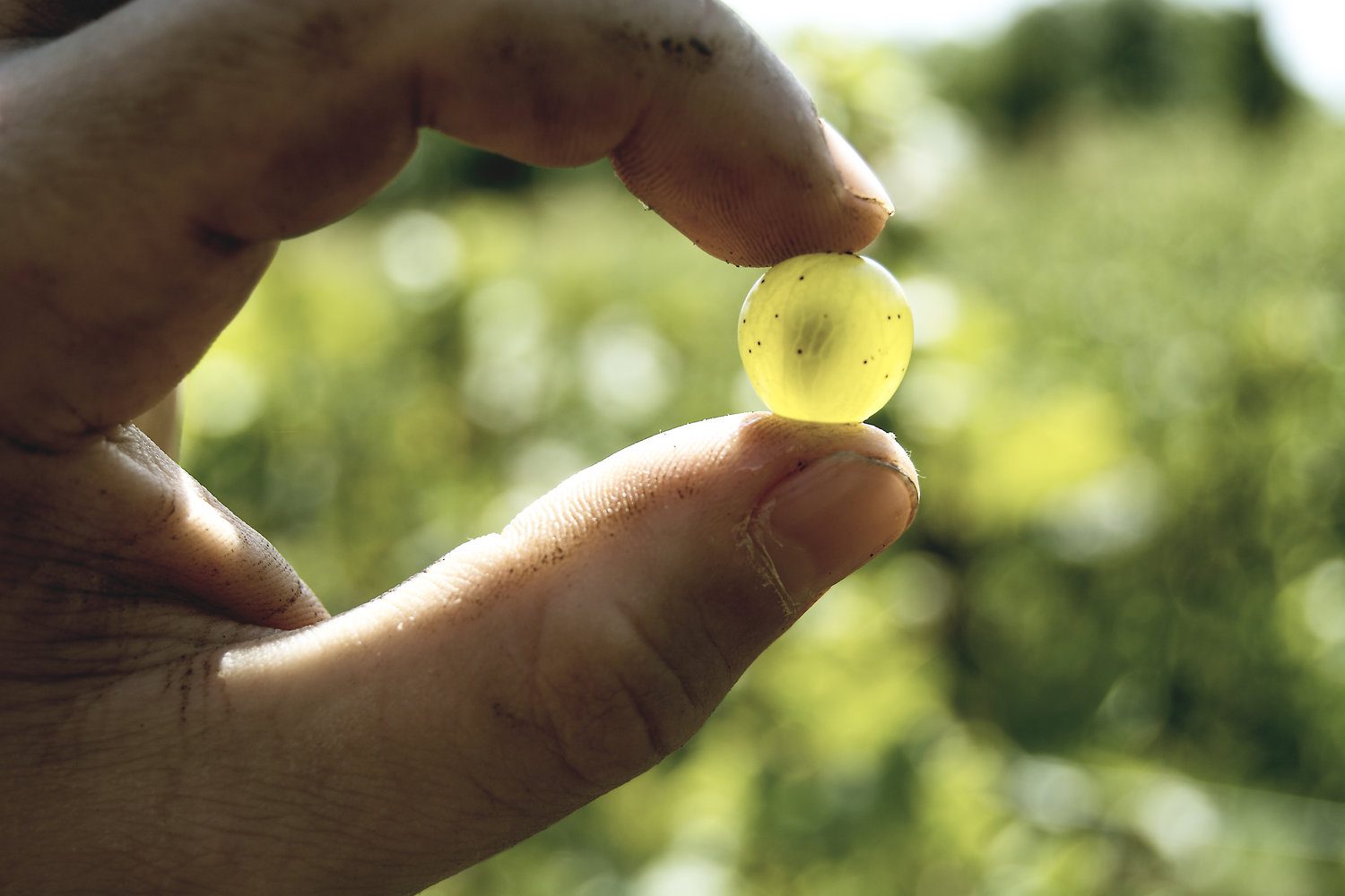 ViniPendenti ti invita a unirti alla festa dei vini naturali a Pisa!