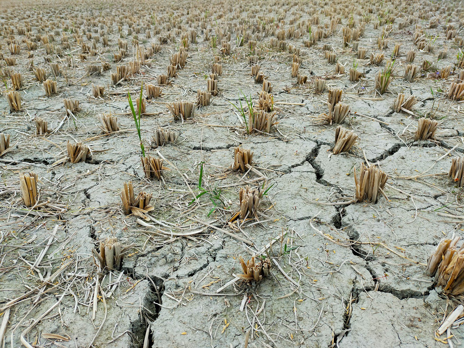 a large field of dead plants in the middle of the day