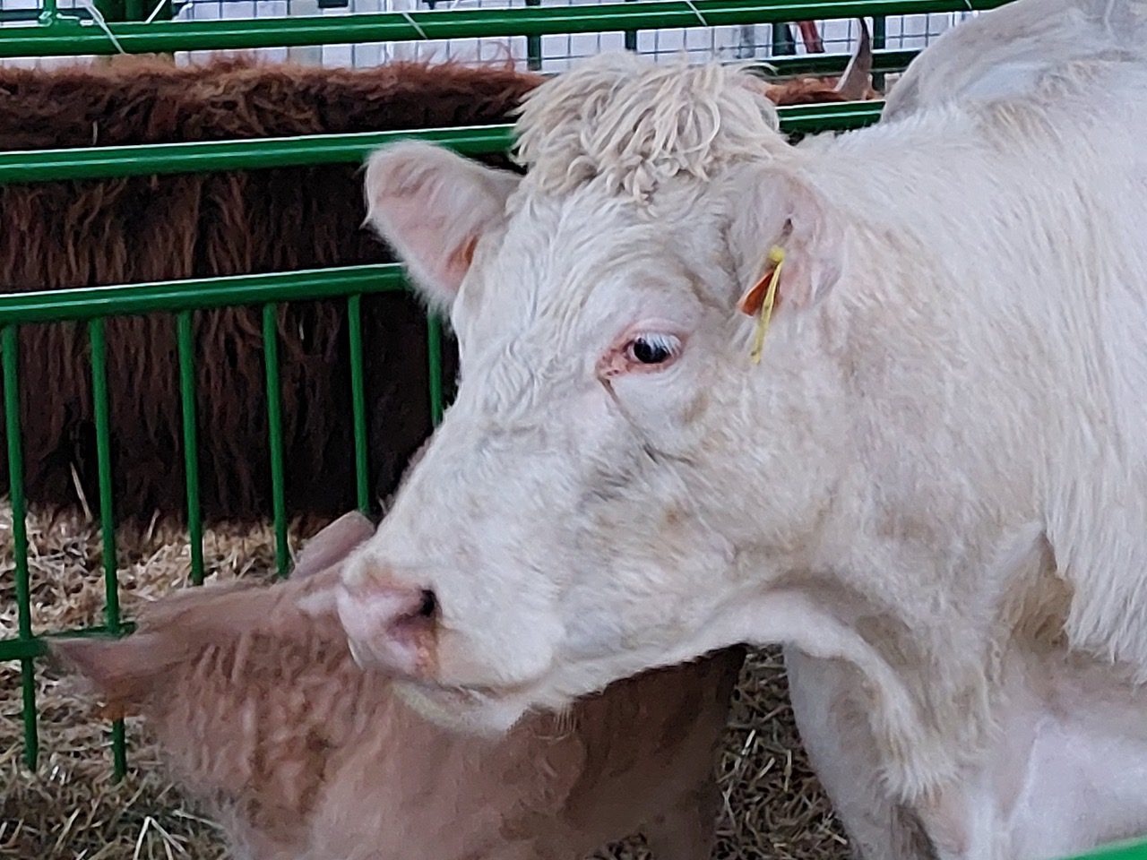 Mercato bovini Lombardia Carne