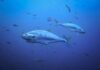 a school of fishes