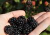 xFoto-more-Berry-Swing-1080x1350-1