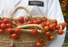 Il pomodoro, un concentrato di benessere che racconta la Sicilia di Agromonte Anteprima_Agromonte-2